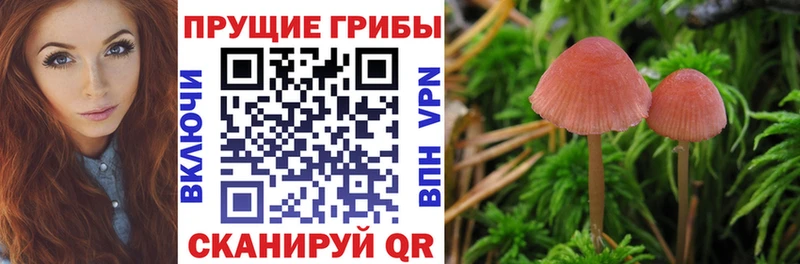 цена   Коммунар  Псилоцибиновые грибы Psilocybe 